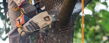 How Our Tree Care Process Works  in  Black River, NY
