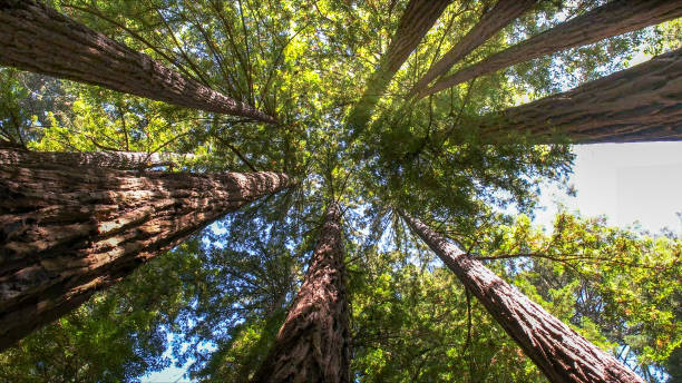 Reliable Black River, NY Tree Removal Solutions